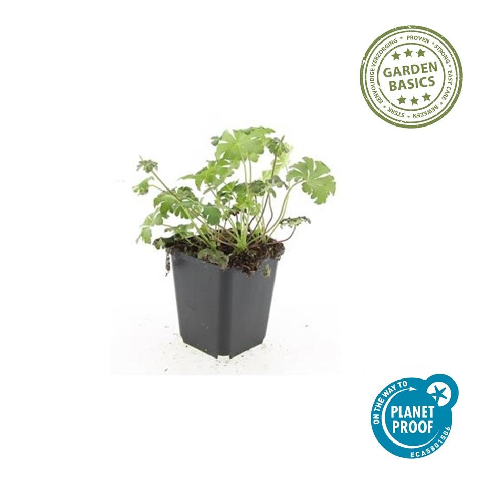 6x Geranium sang. 'Album' - ↕10-25cm - Ø9cm