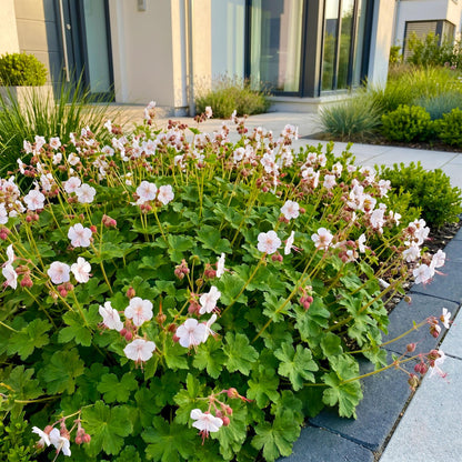 Vasteplant - Geranium macr. Spessart - Ooievaarsbek - Bodembedekkend - Wit-Roze - 6 Planten - Pot 11cm - Hoogte 15-25cm