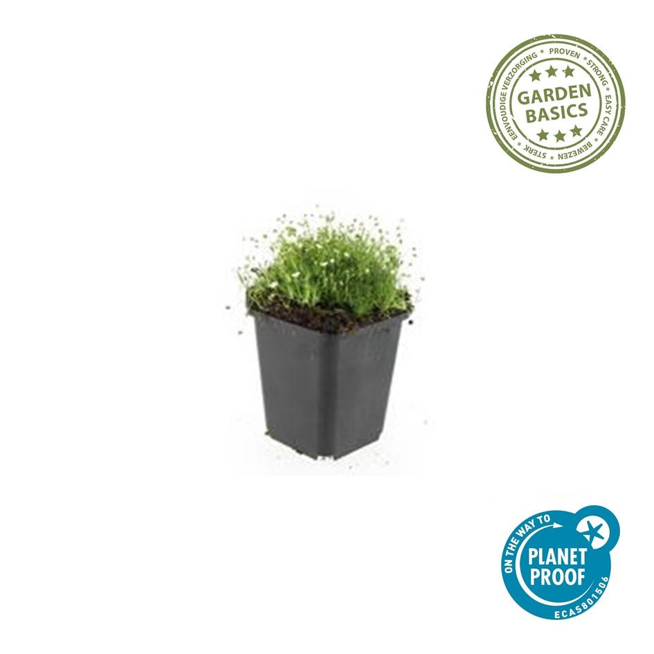 60x Sagina subulata - ↕10-25cm - Ø9cm