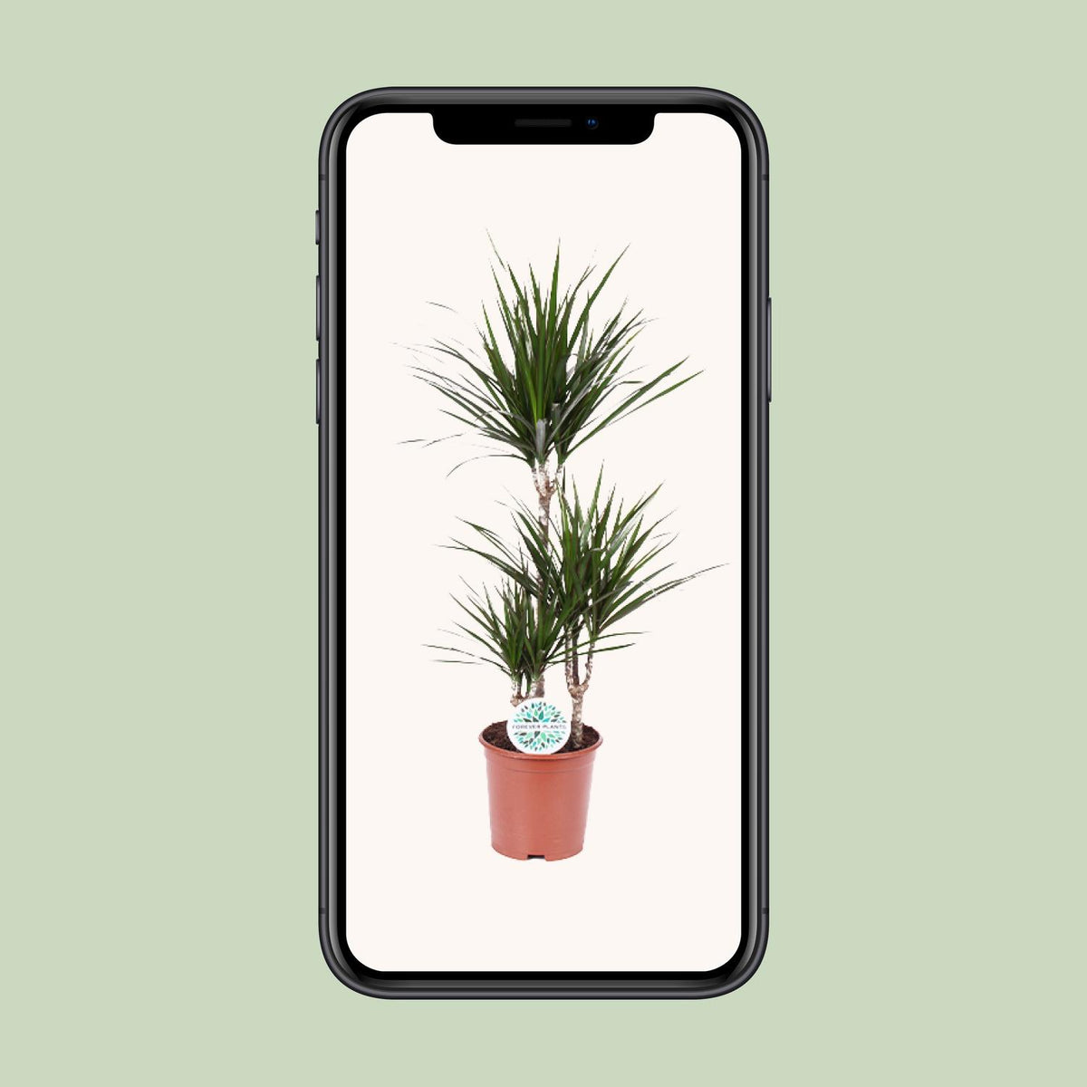 Dracaena Marginata - Ø21cm - ↕115cm