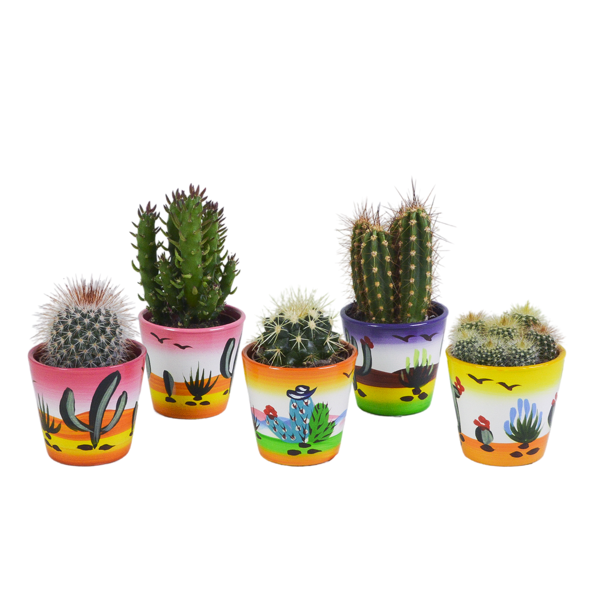 Cactus mix 5.5 cm - 5x - in Mexicaanse pot