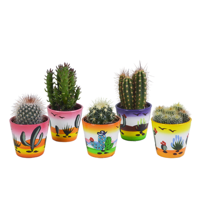 Cactus mix 5.5 cm - 5x - in Mexicaanse pot