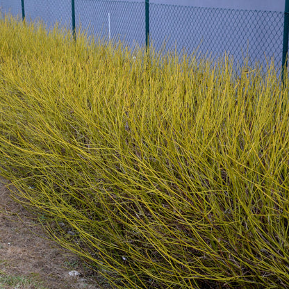 Heesters - Cornus alba Flaviramea - Groene Takken - 1 Plant - Bladverliezend - Weinig Onderhoud - Pot 17cm Hoogte 45cm