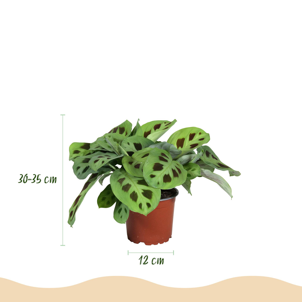 Kamerplant - Marantha Silverband, Marantha Lemon Lime Marantha Kerchoveana - Gebedsplant - Huisdiervriendelijke Plant - Groen - 3 Planten - met Potter Wit - Pot 12cm - Hoogte 25cm