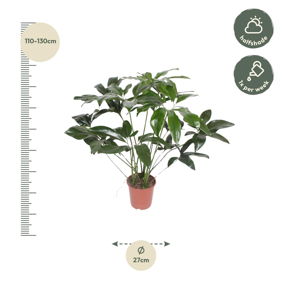 Philodendron Green Wonder - 100 cm - ø24