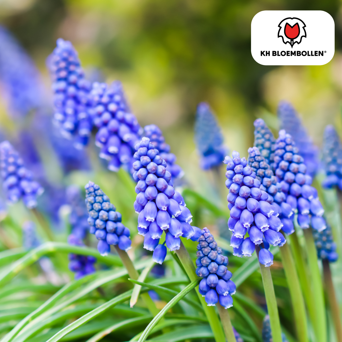 Muscari Bleu Moon 20 stuks