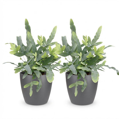 Kamerplant - Phlebodium aureum Blue Star - Blauwe Varen - Huisdiervriendelijke Plant - Blauw - 2 Planten - met Potter Grijs - Pot 12cm - Hoogte 25cm