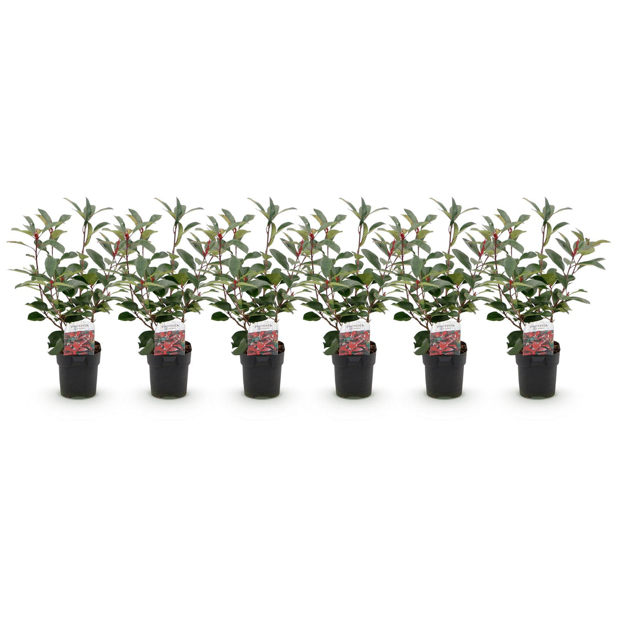 Haagplanten - Photinia fraseri Red Robin - groen rood  - 6 planten - 1 strekkende meter - groenblijvend - pot 17cm hoogte 50cm