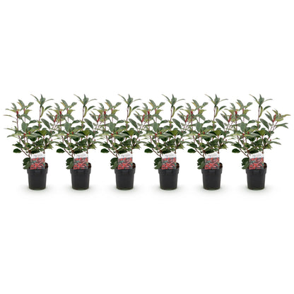 Haagplanten - Photinia fraseri Red Robin - groen rood  - 6 planten - 1 strekkende meter - groenblijvend - pot 17cm hoogte 50cm