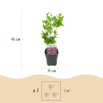 Heesters - Hibiscus syriacus Woodbridge - Bloem Roze - 1 Plant - Bladverliezend - Weinig Onderhoud - Pot 17cm Hoogte 45cm