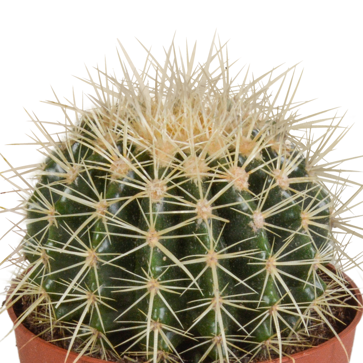 Echinocactus grusonii 12cm