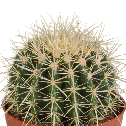 Echinocactus grusonii 12cm