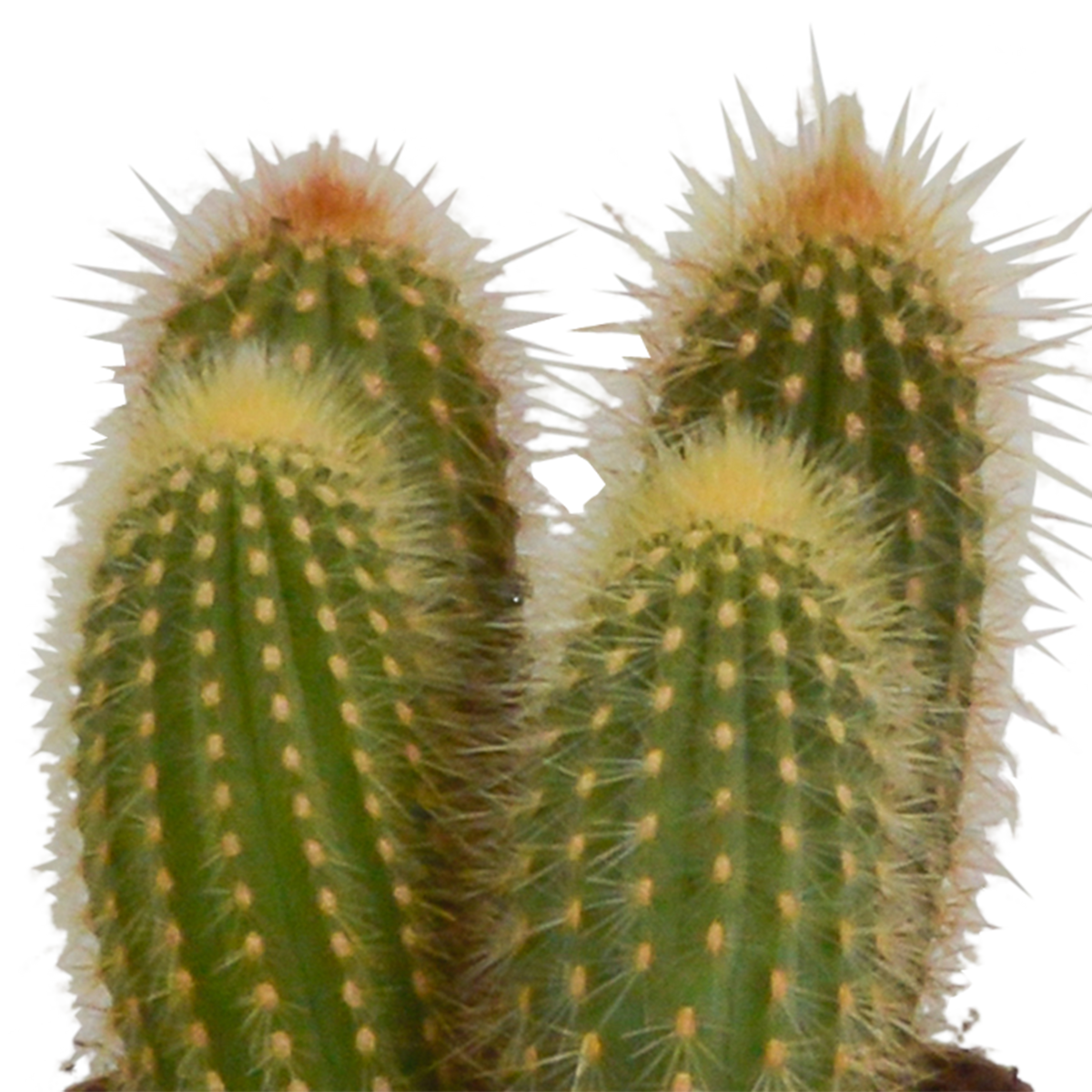 Cereus mix 10,5cm - 3x - in terracotta pot