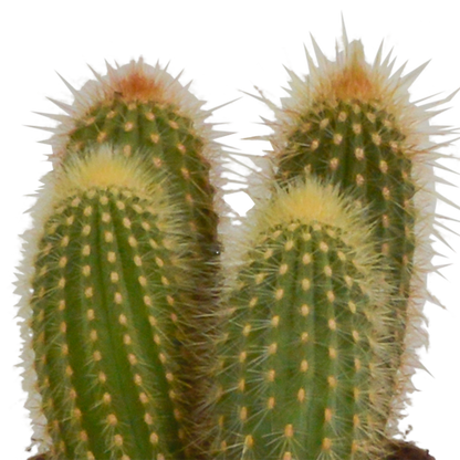 Cereus mix 10,5cm - 3x - in terracotta pot