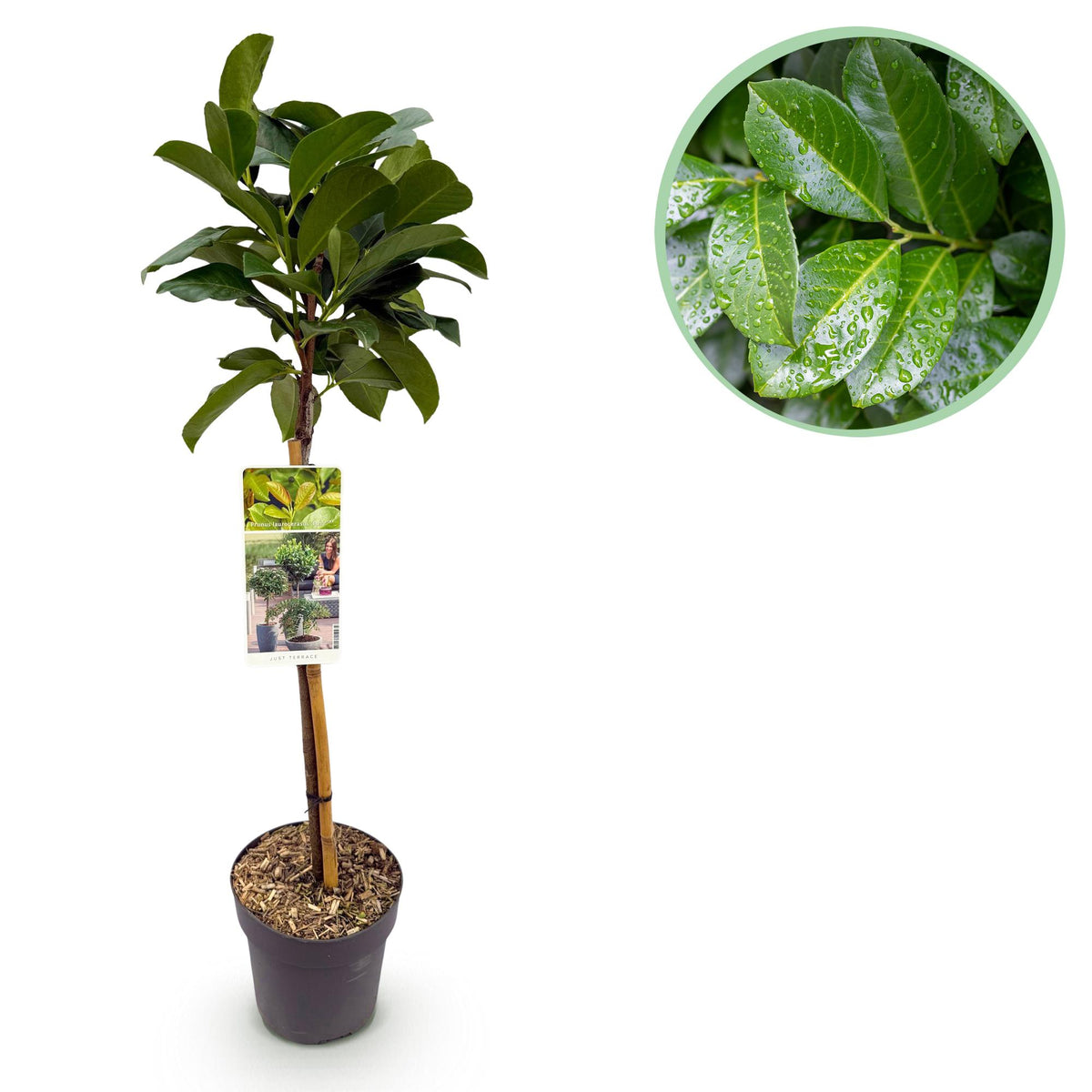 Plant op Stam - Prunus lauroverasus Etna® - Terras Plant - Bladhoudend - Winterhard - Groen Blad - Pot 19cm Hoogte 90cm
