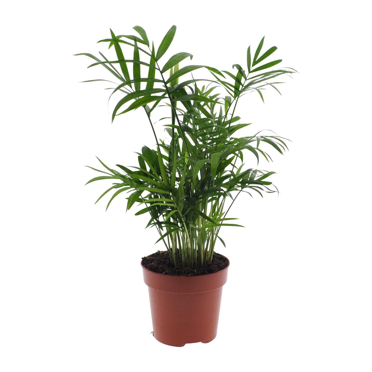 Chamaedorea Elegans - Mexicaanse Bergpalm - Ø12cm - ↕40cm