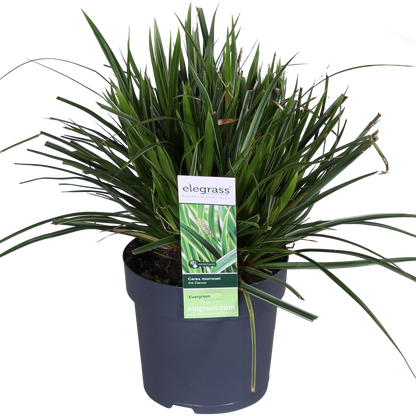 Carex morrowii 'Ice Dance' - Ø14cm - ↕30cm
