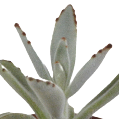 Vetplanten mix 5.5 cm - 5x - in witte pot