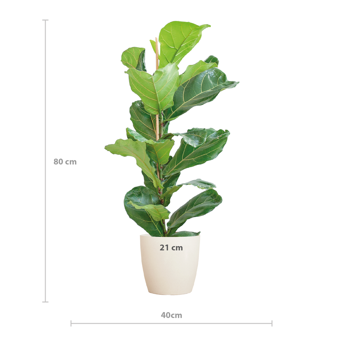 Ficus Lyrata met Potter pot wit - 80cm - Ø21