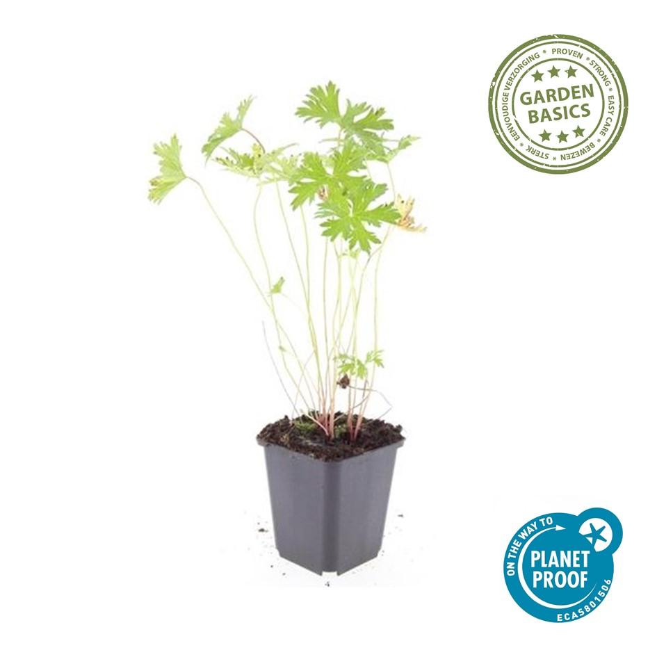 60x Geranium 'Johnson's Blue' - ↕10-25cm - Ø9cm