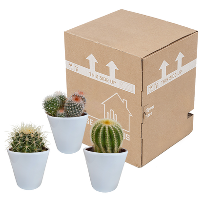 Bolcactus mix 8,5 cm | 3 stuks - in witte pot