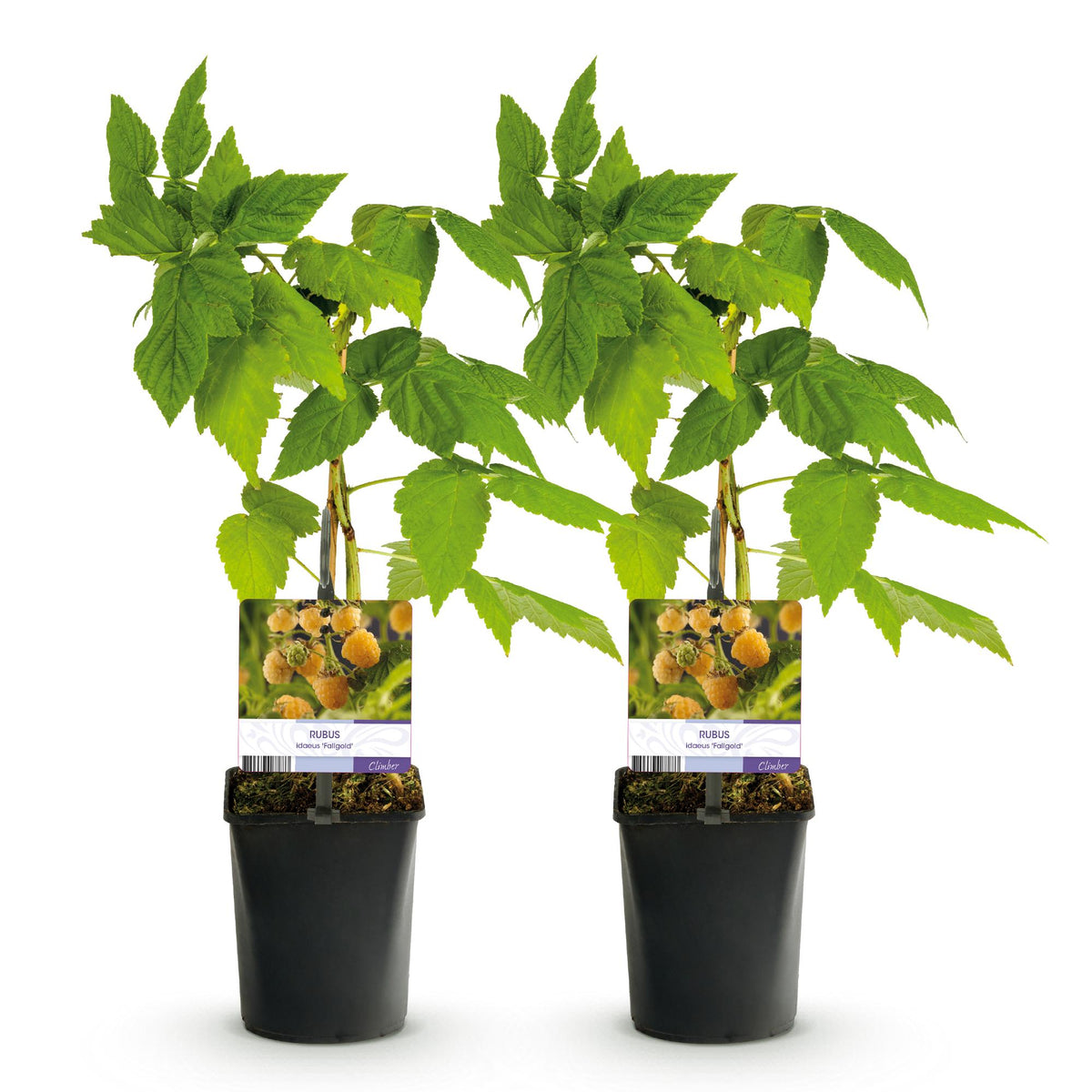 Fruitplant - Framboos - Rubus idaeus Fallgold  - Gele Framboos - 2 planten -  Pot 11cm Hoogte 40cm
