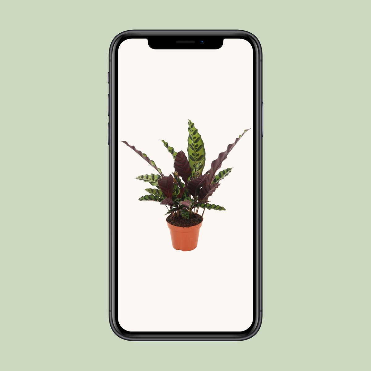 Calathea Insignis - Ø12cm - ↕30cm