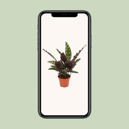 Calathea Insignis - Ø12cm - ↕30cm