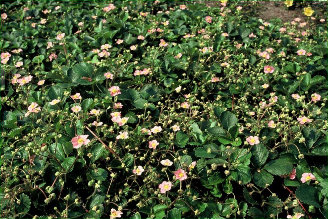 60x Fragaria vesca - ↕10-25cm - Ø9cm
