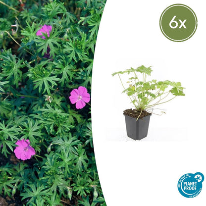 6x Geranium 'Tiny Monster' - ↕10-25cm - Ø9cm