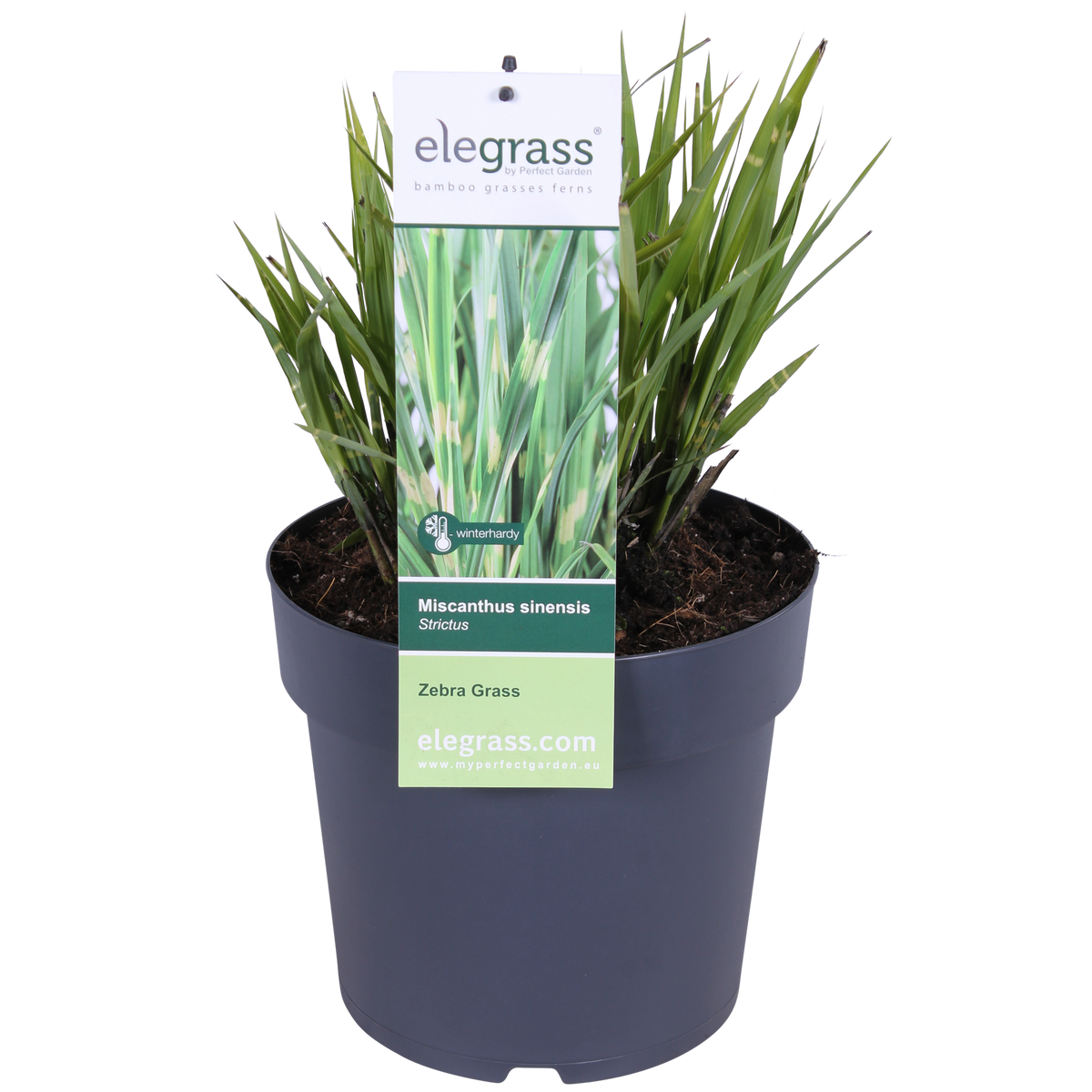 Miscanthus sinensis Strictus - Ø23cm - ↕60cm - Ø23 - ↨60cm