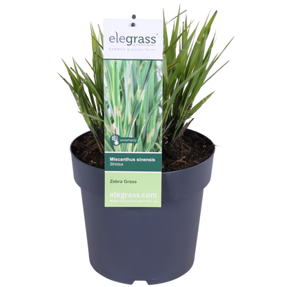 Miscanthus sinensis Strictus - Ø23cm - ↕60cm - Ø23 - ↨60cm