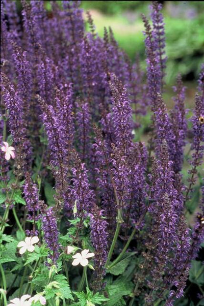 6x Salvia nem. 'Mainacht' - ↕10-25cm - Ø9cm