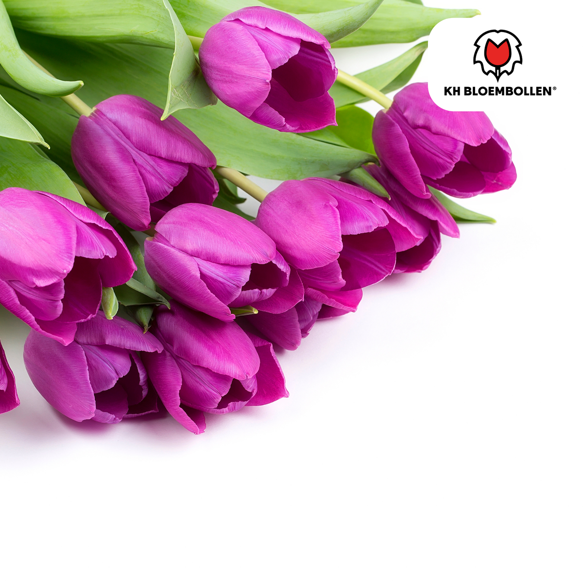 Tulpenbollen Purple Prince – 20 Stuks | KH Bloembollen® | Paars-Violet Tulp – Krachtig & Koninklijk – Voor Tuin of Pot – Maat 11/12 – Vers van de Teler