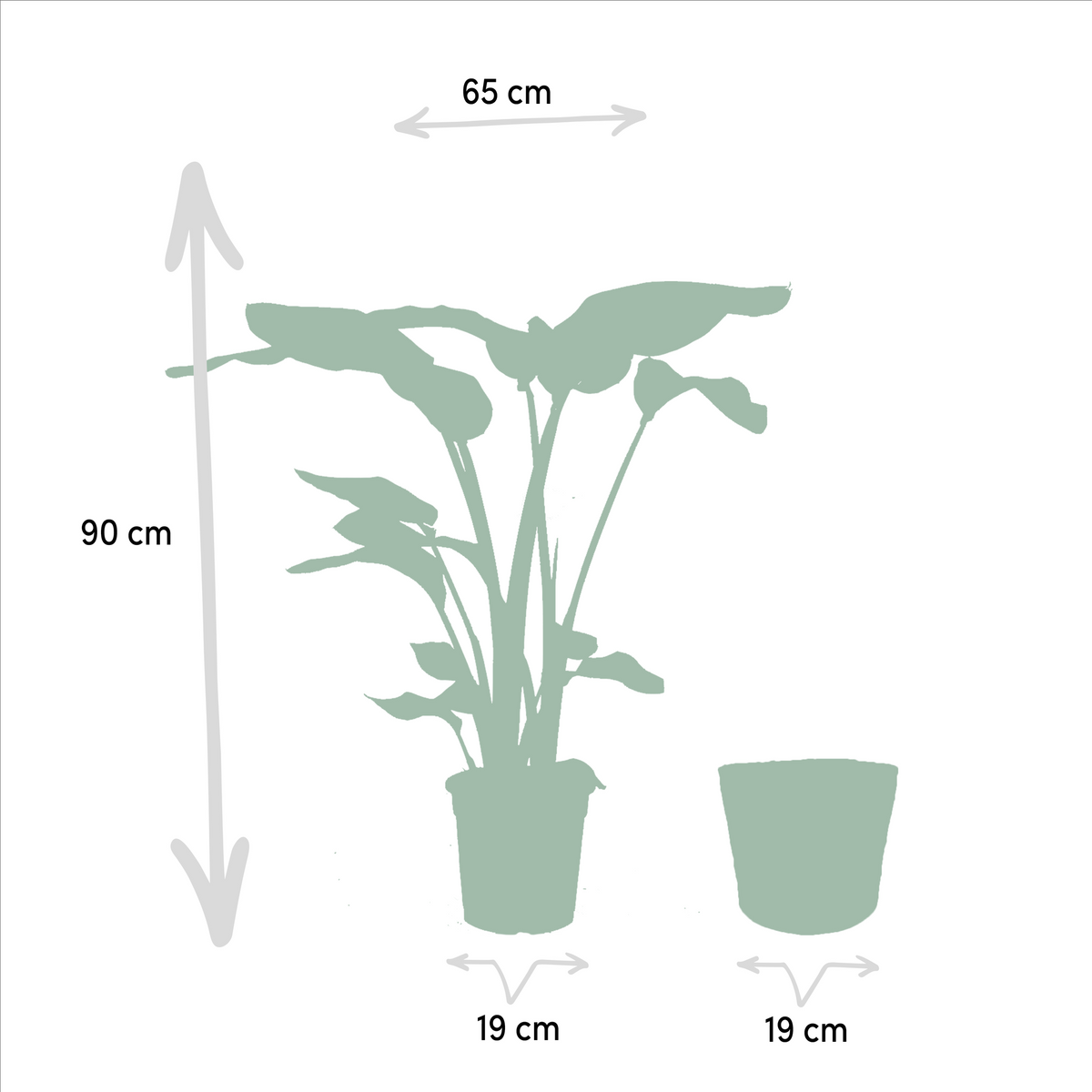Strelitzia Nicolai - Ø19cm - ↕85cm + Monstera Deliciosa - Ø21cm - ↕75cm + Mand Selin