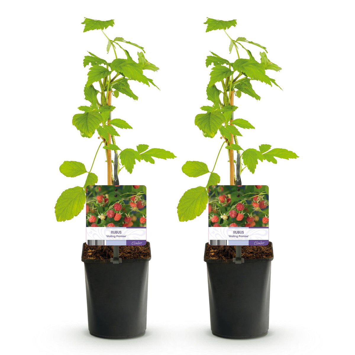 Fruitplant - Framboos - Rubus Mailing Promise  - Rode Framboos - 2 planten -  Pot 11cm Hoogte 40cm