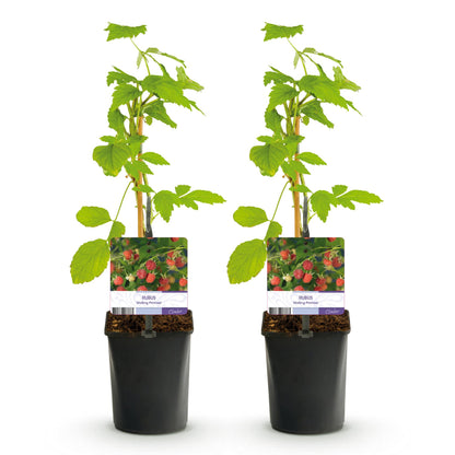 Fruitplant - Framboos - Rubus Mailing Promise  - Rode Framboos - 2 planten -  Pot 11cm Hoogte 40cm