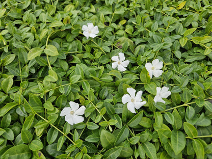 60x Vinca minor 'Gertrude Jekyll' - ↕10-25cm - Ø9cm