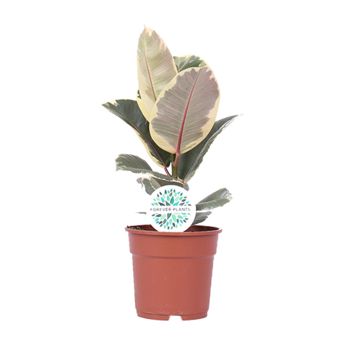Ficus Elastica Tineke - Ø17cm - ↕50cm