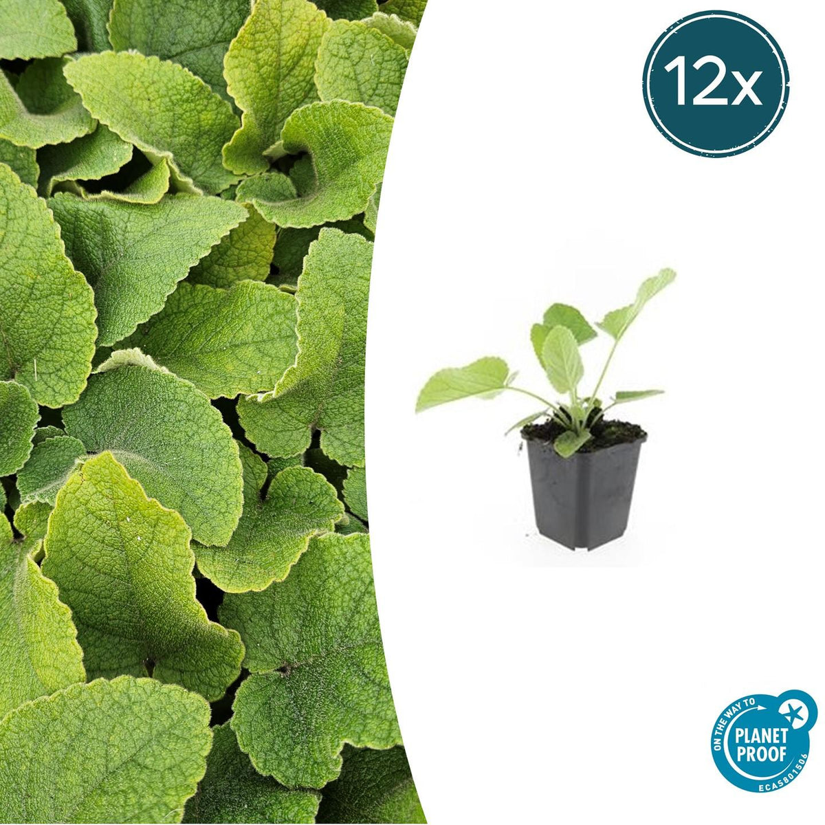 12x Phlomis russeliana - ↕10-25cm - Ø9cm