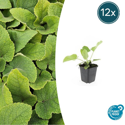 12x Phlomis russeliana - ↕10-25cm - Ø9cm