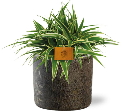 Chlorophytum Ocean - Ø15cm - ↕25cm + Maas Pot D16x14cm - Bruin