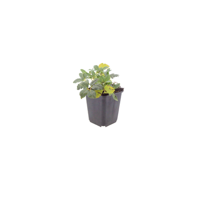 12x Helleborus orientalis - ↕10-25cm - Ø9cm