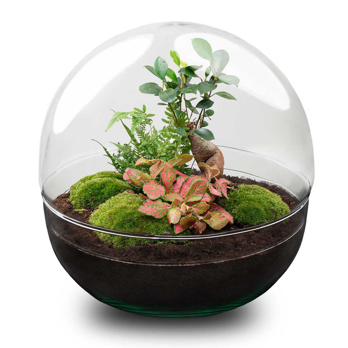 DIY Planten terrarium tweedelig bolglas - Dome XL Bonsai - Ø 28 cm ↑ 28 cm - Rake + Shovel