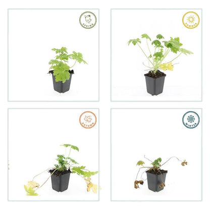 12x Geranium macr. 'Spessart' - ↕10-25cm - Ø9cm