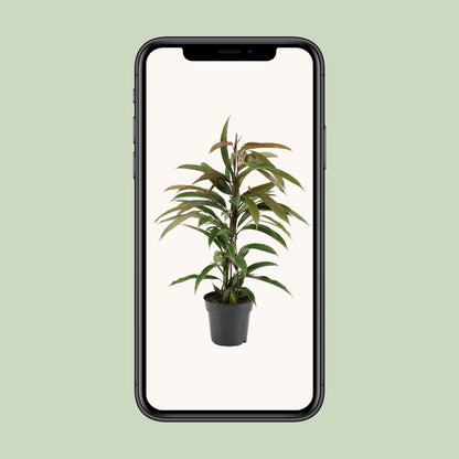 Ficus Binnendijkii Amstel King - Ø17cm - ↕70cm