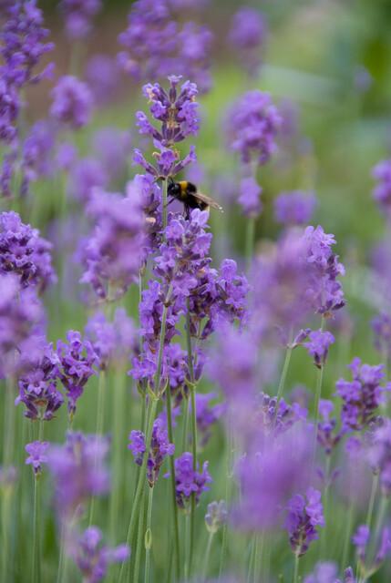 60x Lavandula ang. 'Munstead' - ↕10-25cm - Ø9cm