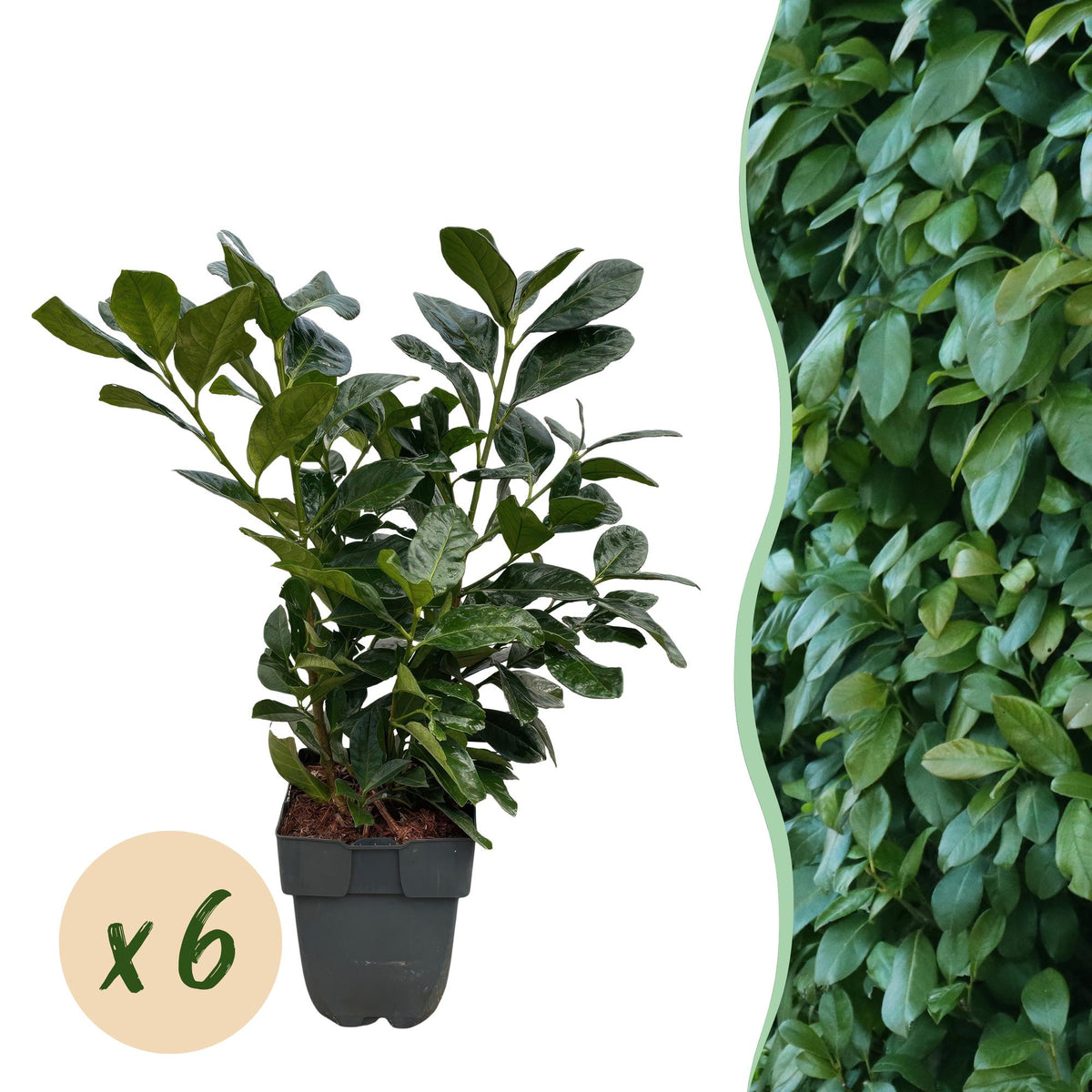 Haagplanten - Prunus laurocerasus Etna - blad groen - 6 planten - 1 strekkende meter - groenblijvend - pot 17cm hoogte 50cm