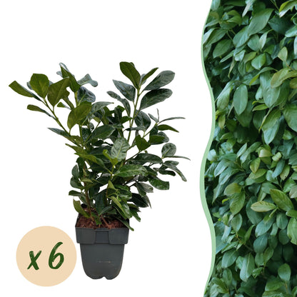Haagplanten - Prunus laurocerasus Etna - blad groen - 6 planten - 1 strekkende meter - groenblijvend - pot 17cm hoogte 50cm
