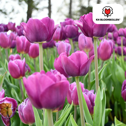 Tulpenbollen Purple Prince – 20 Stuks | KH Bloembollen® | Paars-Violet Tulp – Krachtig & Koninklijk – Voor Tuin of Pot – Maat 11/12 – Vers van de Teler